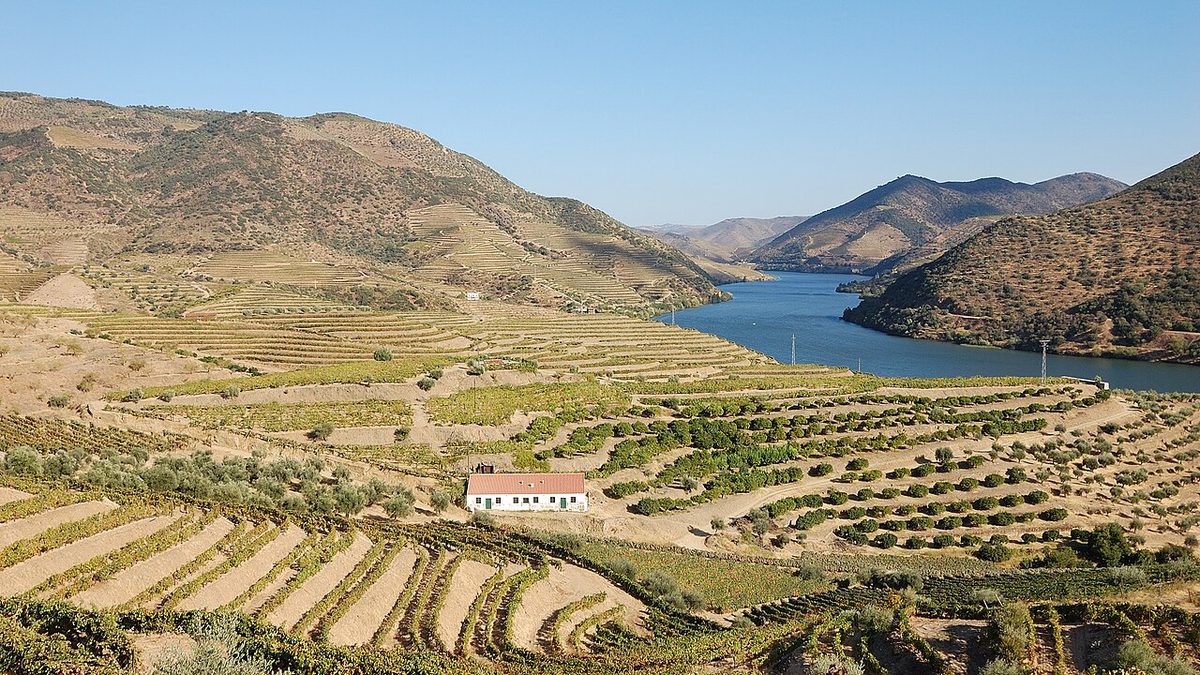 Terraced schist vineyards falling to the river in the Alto Douro wine region east of Porto
