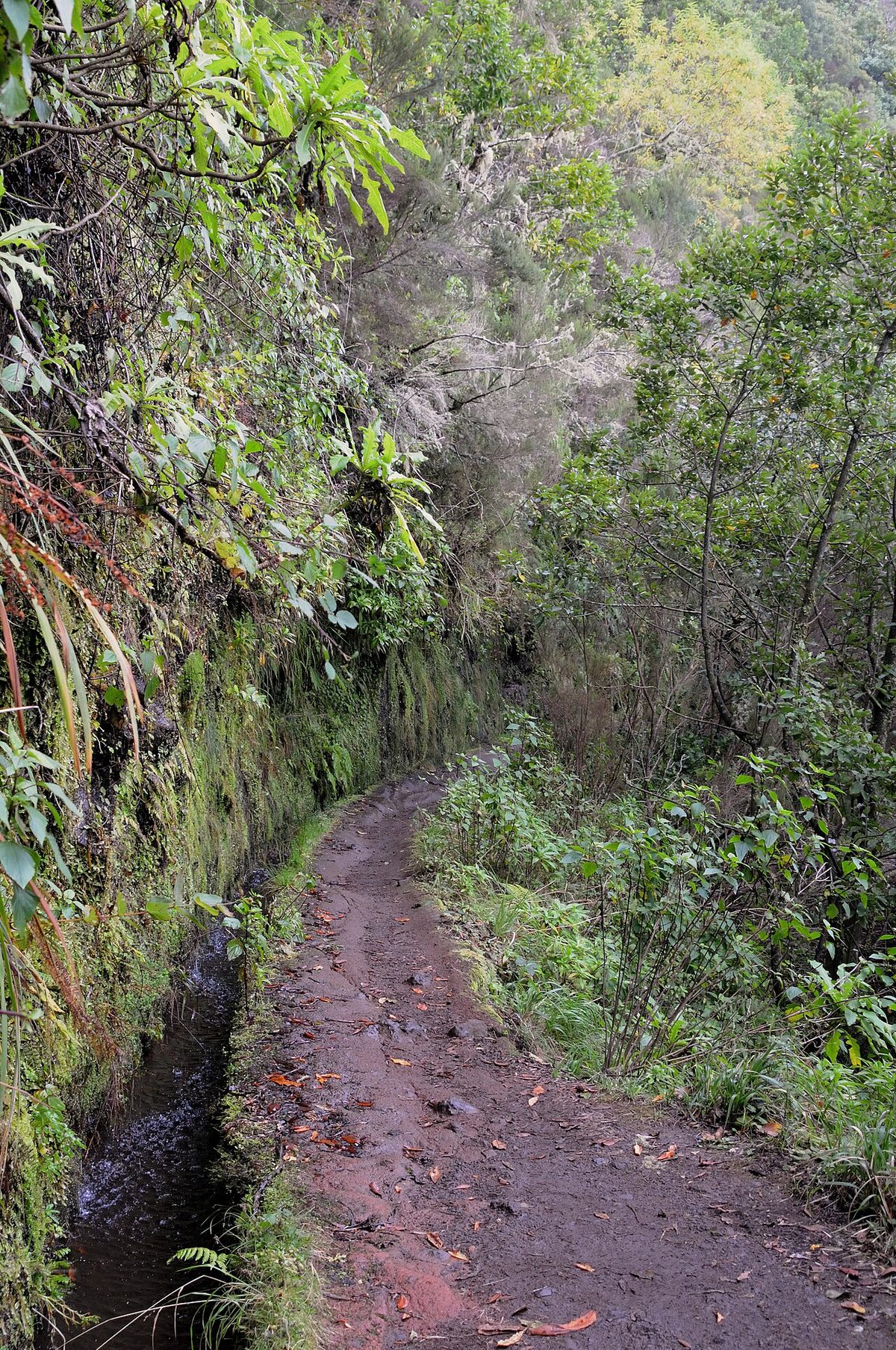 A narrow footpath running beside the stone water channel of the Levada do Caldeirao Verde in Madeira